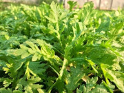 Sức khỏe - Cây mọc bờ rào tốt ngang "nhân sâm, thuốc bổ", xưa rẻ như cho nay thành đặc sản được ưa chuộng, tốt cho sức khỏe