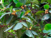 Tin tức - Loại quả xưa rụng đầy gốc, nay thành đặc sản giá 500.000 đ/kg, trồng bạt ngàn ở Việt Nam thu hoạch nhiều năm