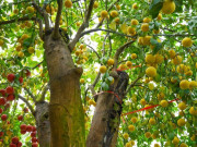 Tin tức - Loại quả "tốt nhất thế giới" chỉ có ở Tây Ninh, nghe tên đã thấy giàu, thành đặc sản thu hoạch quanh năm