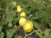 Loại quả nghe tên đã thấy giàu sang, xưa không ai biết đến nay thành đặc sản 40.000 đ/kg, trồng 2 tháng cho thu hoạch