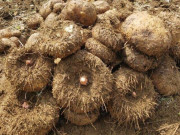 Sức khỏe - Đặc sản xưa người nghèo ăn "cứu đói", nay thành món khoái khẩu được ưa chuộng vì hương vị lạ, tốt cho sức khỏe