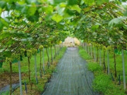 Loại quả đắt nhất thế giới, Việt Nam trồng 2 năm cho thu hoạch, thành đặc sản nổi tiếng tốt cho sức khoẻ