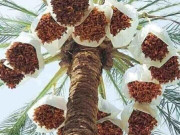 Tiêu dùng - Loại quả "tốt nhất thế giới" chỉ có ở Đồng Tháp, trồng một lần thu hoạch nhiều năm, thành đặc sản nổi tiếng 250.000 đ/kg