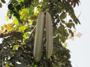 Sức khỏe - Loại quả xưa dành cho người nghèo, nay thành đặc sản khoái khẩu được ưa chuộng, tốt cho sức khoẻ