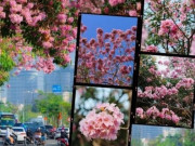 Lifestyle - TP.HCM mùa hoa kèn hồng rực rỡ: Những tọa độ "săn mây hồng" đậm chất điện ảnh