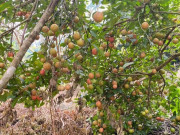 Tin tức - Loại quả "tốt nhất thế giới" chỉ có ở Sơn La, trồng một lần thu hoạch nhiều năm, thành đặc sản nổi tiếng 70.000 đồng/kg