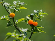 Sức khỏe - Loại quả đắt nhất thế giới, Việt Nam trồng bạt ngàn 3 tháng cho thu hoạch, thành đặc sản tốt cho sức khoẻ