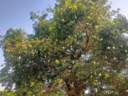 Tin tức - Loại quả "tốt nhất thế giới" chỉ có ở An Giang, trồng một lần thu hoạch nhiều năm, thành đặc sản nổi tiếng 60.000 đ/kg