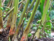 Sức khỏe - Loại quả đắt đỏ bậc nhất thế giới, Việt Nam trồng bạt ngàn thu hoạch nhiều năm, thành đặc sản tốt cho sức khoẻ