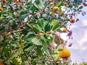 Tiêu dùng - Loại quả "tốt nhất thế giới" chỉ có ở Tây Nguyên, trồng một lần thu hoạch nhiều năm, thành đặc sản nổi tiếng 200.000 đồng/kg