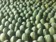 Sức khỏe - Loại quả "tốt nhất thế giới" chỉ có ở Tây Ninh, trồng 6 tháng cho thu hoạch, thành đặc sản tốt cho sức khoẻ