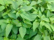 Tin tức - Cây rau ở quê có vị đắng nay thành đặc sản hương vị lạ, trồng một lần hái bán quanh năm, 70.000 đồng/kg