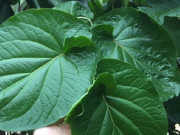 Cây mọc bờ rào được ví như "lá kim cương", trồng một lần hái bán quanh năm, thành đặc sản có hương vị lạ được ưa chuộng