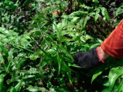 Cây mọc dại được ví như "rau trường sinh", trồng một lần hái bán quanh năm, thành đặc sản nổi tiếng