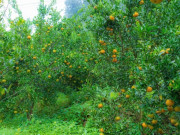 Tiêu dùng - Loại quả "tốt nhất thế giới" chỉ có ở Lào Cai, trồng một lần thu hoạch nhiều năm, thành đặc sản nổi tiếng được ưa chuộng