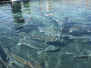 Sức khỏe - Loại cá có đầy ở Việt Nam "tốt như cá hồi", không xương thịt dày, thành đặc sản làm đủ món ngon tốt cho sức khoẻ