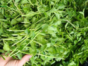 Tiêu dùng - Cây dại mọc bờ rào được ví như "nhân sâm rừng", trồng 3 tháng cho thu hoạch, thành đặc sản nổi tiếng được ưa chuộng