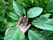 Cây dại mọc bờ rào có tên "ngượng đỏ mặt", xưa không ai biết đến nay thành đặc sản có hương vị lạ, 50.000 đồng/kg