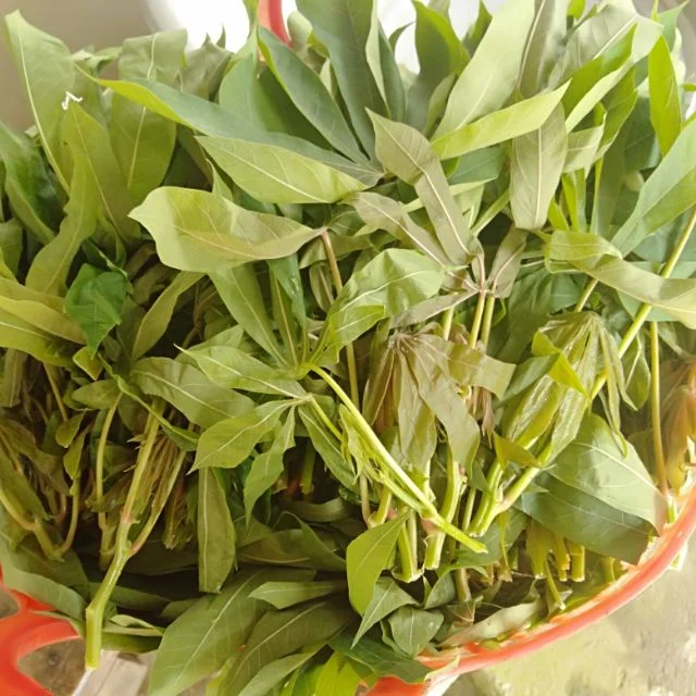 Món nhà nghèo xưa ăn đến chán ngán, nay thành đặc sản khoái khẩu được ưa chuộng ở thành phố, tốt cho sức khoẻ - 3