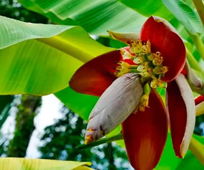 Món amp;#34;nhà nghèoamp;#34; xưa ăn đến chán ngán, nay thành đặc sản khoái khẩu trong nhà hàng, tốt cho sức khoẻ - 1