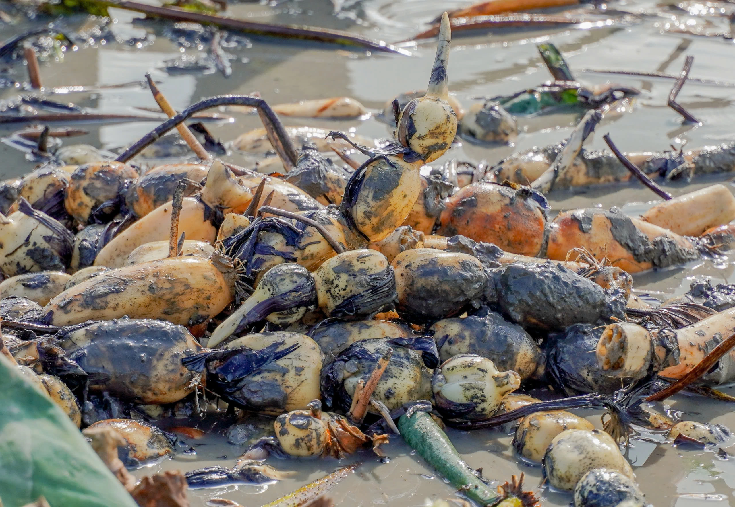 Món nhà nghèo xưa ăn đến chán ngán, nay thành đặc sản khoái khẩu vì hương vị lạ, tốt cho sức khoẻ - 3