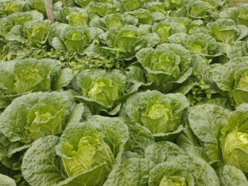Loại rau "tốt bậc nhất thế giới", Việt Nam trồng bạt ngàn thành đặc sản giá từ 10.000 đồng/kg, tốt cho sức khỏe