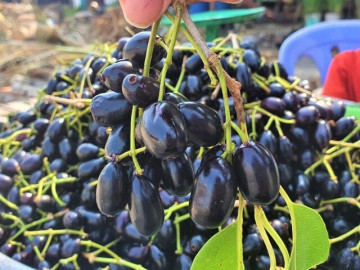 Loại quả xưa chín rụng không ai ngó ngàng, nay thành đặc sản lạ ở thành phố 100.000 đồng/kg, tốt cho sức khoẻ
