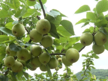 Loại quả “tốt nhất thế giới” chỉ có ở Tuyên Quang, trồng một lần thu hoạch nhiều năm, thành đặc sản nổi tiếng 70.000 đồng/kg