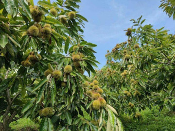 Tin tức - Loại hạt xưa rụng đầy gốc, nay thành đặc sản được ưa chuộng giá 100.000 đ/kg, trồng bạt ngàn ở Việt Nam thu hoạch nhiều năm