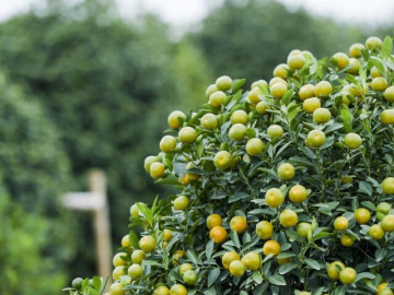 Loại quả được Đại học Harvard xếp hạng “tốt nhất thế giới”, Việt Nam trồng bạt ngàn thành đặc sản dịp Tết, tốt cho sức khoẻ