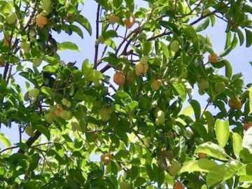 Loại quả dại xanh hay chín đều ăn được, xưa rụng đầy sân giờ thành đặc sản được ưa chuộng, tốt cho sức khoẻ