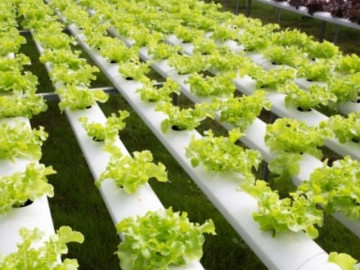 Loại rau "tốt bậc nhất thế giới" ở Việt Nam được trồng bạt ngàn thành đặc sản, giá từ 15.000 đồng/kg, tốt cho sức khỏe