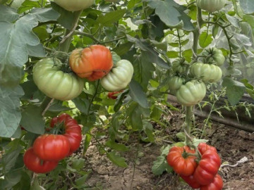 Tin tức - Loại quả “tốt nhất thế giới” chỉ có ở Sơn La, trồng 3 tháng cho thu hoạch, thành đặc sản nổi tiếng 80.000 đồng/kg