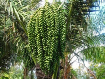 Sức khỏe - Loại hạt xưa rụng đầy gốc nay thành đặc sản lạ giá 150.000 đ/kg, trồng bạt ngàn ở Việt Nam, tốt cho sức khoẻ