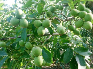 Tin tức - Loại quả "tốt nhất thế giới" chỉ có ở Lào Cai, trồng một lần thu hoạch nhiều năm, thành đặc sản 200.000 đồng/kg