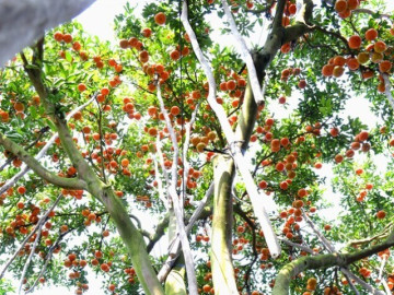 Loại quả “tốt nhất thế giới” chỉ có ở Đồng Tháp, thành đặc sản hút khách dịp Tết, trồng một lần thu hoạch nhiều năm