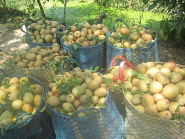 Tin tức - Loại quả chỉ có ở Đồng Tháp xưa không ai ngó ngàng, nay thành đặc sản được ưa chuộng dịp Tết, 70.000 đồng/kg