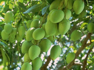 Loại quả "tốt nhất thế giới" chỉ có ở Đồng Tháp, thành đặc sản đắt khách dịp Tết, trồng một lần thu hoạch nhiều năm