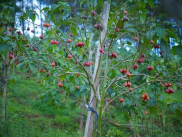 Loại quả "tốt nhất thế giới", Việt Nam trồng bạt ngàn thành đặc sản nổi tiếng giá 70.000 đ/kg, tốt cho sức khoẻ