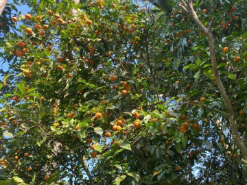 Tin tức - Loại quả "tốt nhất thế giới" chỉ có ở Thanh Hoá, xưa rụng đầy gốc nay thành đặc sản Tết được ưa chuộng, 40.000 đồng/kg