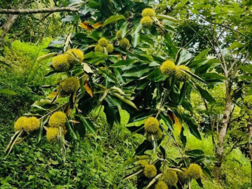 Sức khỏe - Loại hạt tốt nhất thế giới, Việt Nam trồng bạt ngàn thành đặc sản đắt khách dịp Tết, tốt cho sức khoẻ