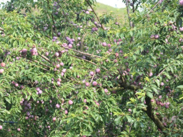 Loại quả “tốt nhất thế giới” chỉ có ở Sơn La, trồng một lần thu hoạch nhiều năm, thành đặc sản nổi tiếng 150.000 đồng/kg