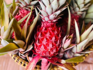 Loại quả "tốt nhất thế giới" chỉ có ở Tây Ninh, thành đặc sản bày mâm ngũ quả Tết, trồng 11 tháng cho thu hoạch