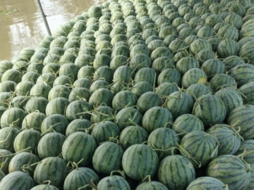 Loại quả “tốt nhất thế giới” ở miền Tây, trồng 3 tháng cho thu hoạch, thành đặc sản được ưa chuộng dịp Tết giá 400.000 đ/quả