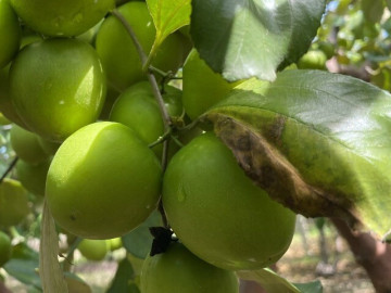 Loại quả “tốt nhất thế giới” chỉ có ở Khánh Hoà, thành đặc sản nổi tiếng hút khách dịp Tết, tốt cho...