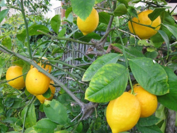 Tin tức - Loại quả "tốt nhất thế giới" chỉ có ở Lâm Đồng, trồng một lần thu hoạch nhiều năm, thành đặc sản được ưa chuộng