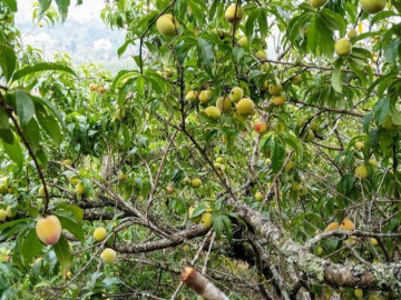 Loại quả “tốt nhất thế giới” chỉ có ở Lào Cai, trồng một lần thu hoạch nhiều năm, thành đặc sản nổi tiếng 70.000 đồng/kg