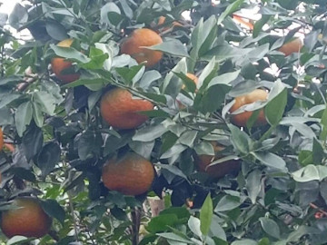 Loại quả "tốt nhất thế giới" chỉ có ở Hà Tĩnh, thành đặc sản được ưa chuộng, trồng một lần thu hoạch nhiều năm