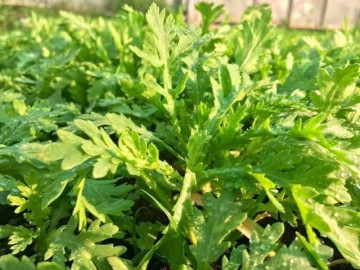 Sức khỏe - Cây mọc bờ rào tốt ngang "nhân sâm, thuốc bổ", xưa rẻ như cho nay thành đặc sản được ưa chuộng, tốt cho sức khỏe