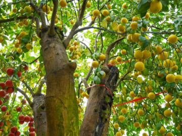 Loại quả "tốt nhất thế giới" chỉ có ở Tây Ninh, nghe tên đã thấy giàu, thành đặc sản thu hoạch quanh năm